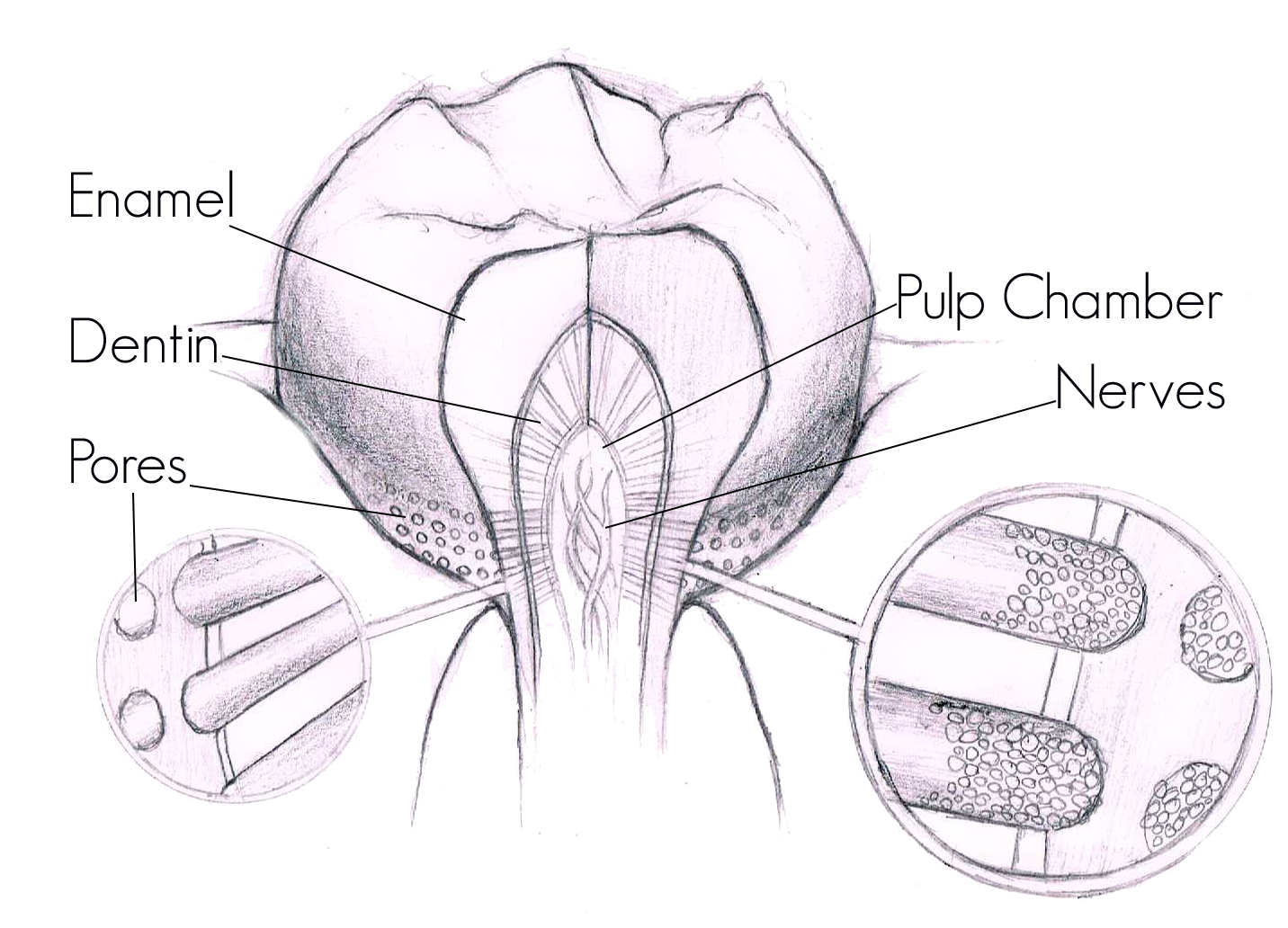 diagram of the tooth