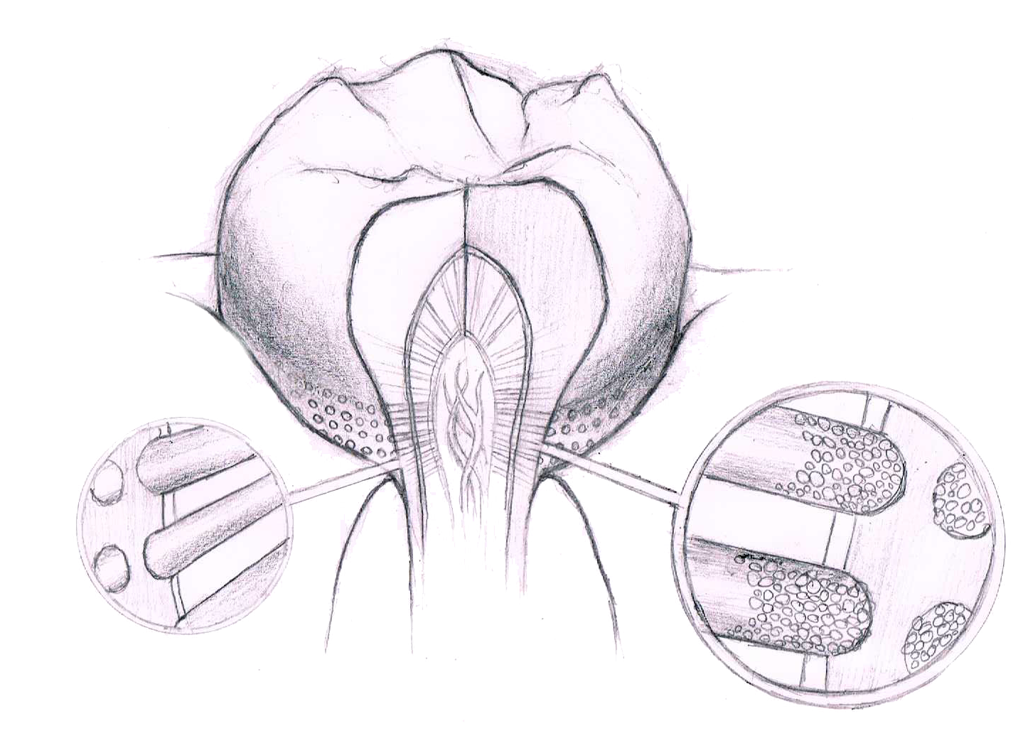 enamel tubules